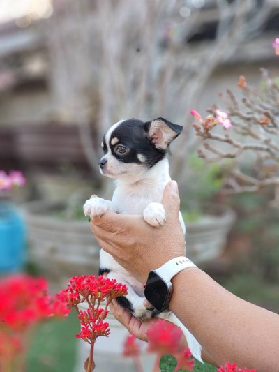 ผู้ชายขนสั้น น้องโทบี้ (Toby)