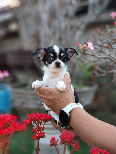 ผู้ชายขนสั้น น้องโทบี้ (Toby)