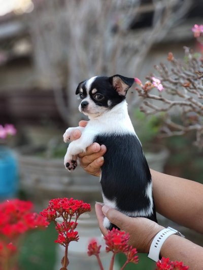 ผู้ชายขนสั้น น้องโทบี้ (Toby)