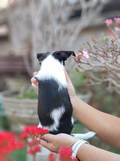 ผู้ชายขนสั้น น้องโทบี้ (Toby)