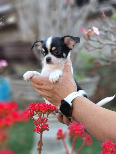 ผู้ชายขนสั้น น้องโทบี้ (Toby)