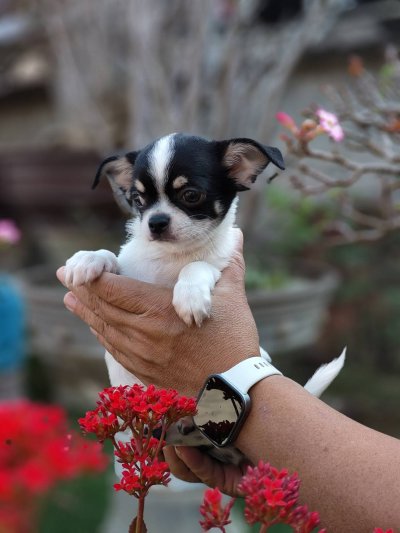 ผู้ชายขนสั้น น้องโทบี้ (Toby)