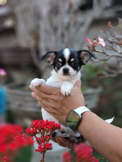 ผู้ชายขนสั้น น้องโทบี้ (Toby)