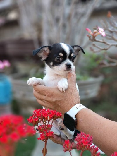 ผู้ชายขนสั้น น้องโทบี้ (Toby)