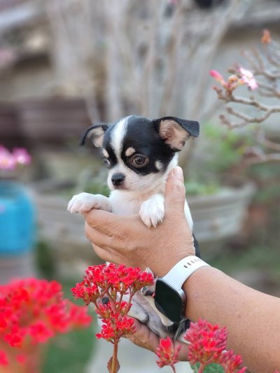 ผู้ชายขนสั้น น้องโทบี้ (Toby)