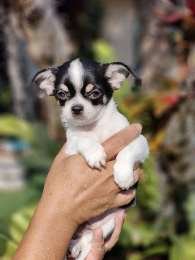 ผู้ชายขนสั้น น้องโทบี้ (Toby)