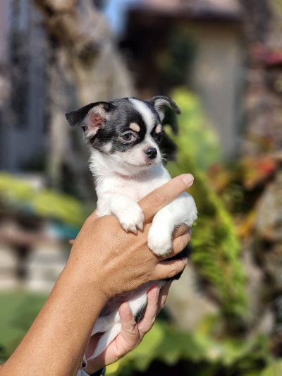 ผู้ชายขนสั้น น้องโทบี้ (Toby)