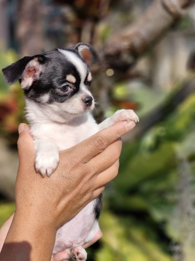 ผู้ชายขนสั้น น้องโทบี้ (Toby)