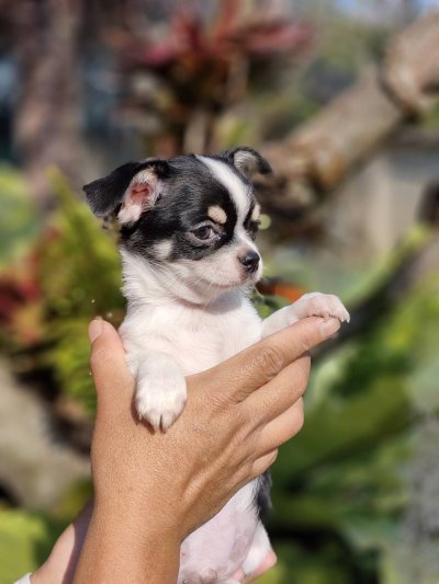 ผู้ชายขนสั้น น้องโทบี้ (Toby)