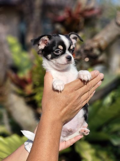 ผู้ชายขนสั้น น้องโทบี้ (Toby)