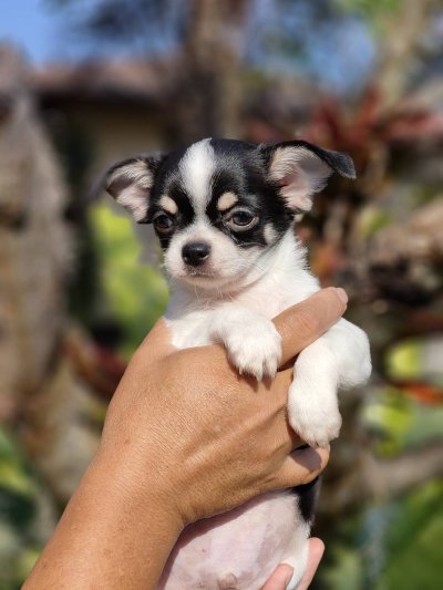 ผู้ชายขนสั้น น้องโทบี้ (Toby)