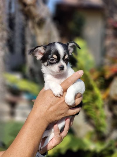 ผู้ชายขนสั้น น้องโทบี้ (Toby)