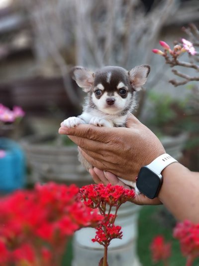 ผู้ชายขนสั้น น้องจูโน่ (Juno)