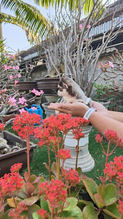 ผู้ชายขนสั้น น้องจูโน่ (Juno)