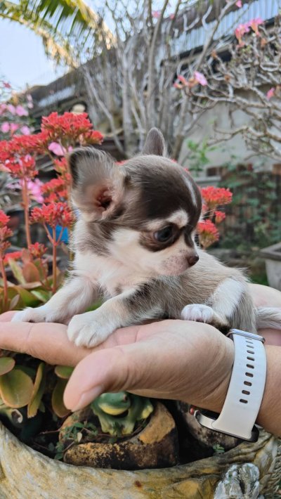 ผู้ชายขนสั้น น้องจูโน่ (Juno)