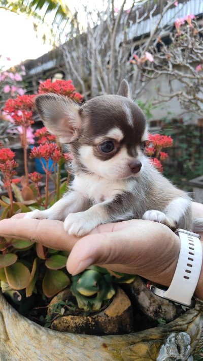 ผู้ชายขนสั้น น้องจูโน่ (Juno)