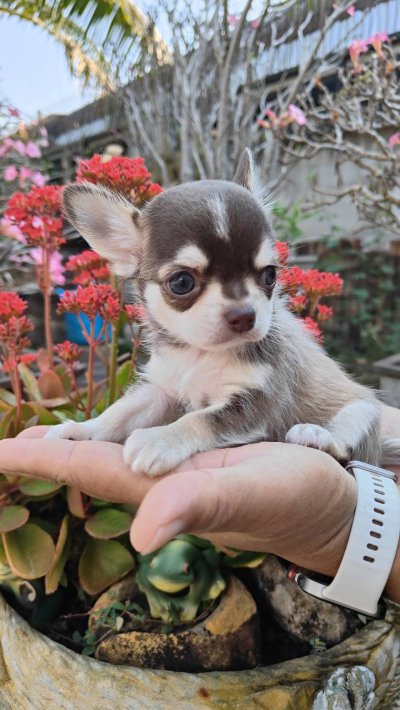 ผู้ชายขนสั้น น้องจูโน่ (Juno)