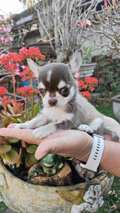 ผู้ชายขนสั้น น้องจูโน่ (Juno)