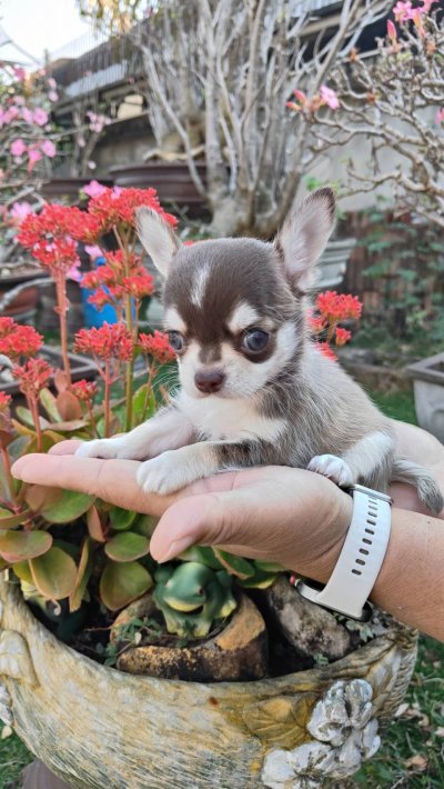 ผู้ชายขนสั้น น้องจูโน่ (Juno)