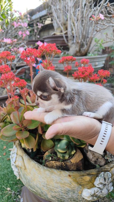 ผู้ชายขนสั้น น้องจูโน่ (Juno)