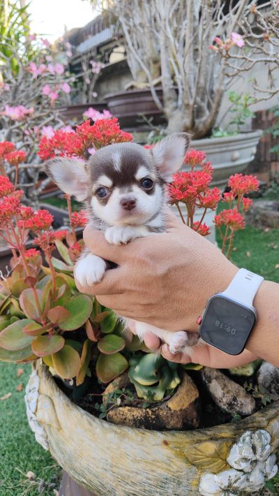 ผู้ชายขนสั้น น้องจูโน่ (Juno)