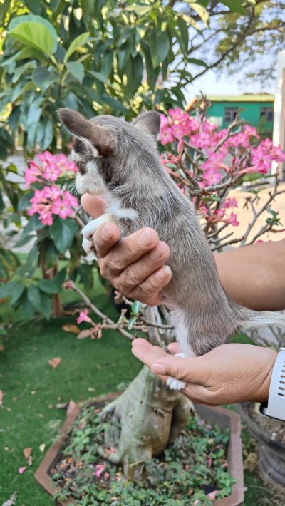 ผู้ชายขนสั้น น้องจูโน่ (Juno)