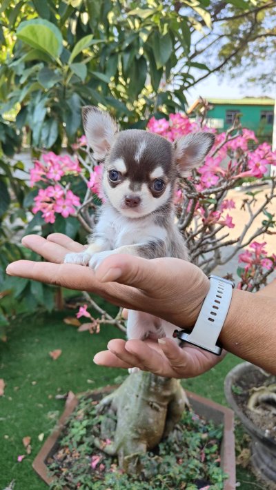 ผู้ชายขนสั้น น้องจูโน่ (Juno)