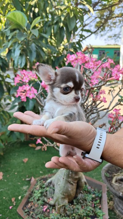 ผู้ชายขนสั้น น้องจูโน่ (Juno)