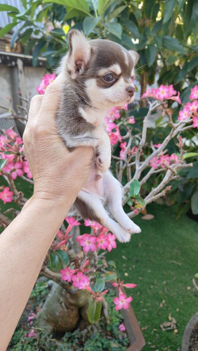 ผู้ชายขนสั้น น้องจูโน่ (Juno)