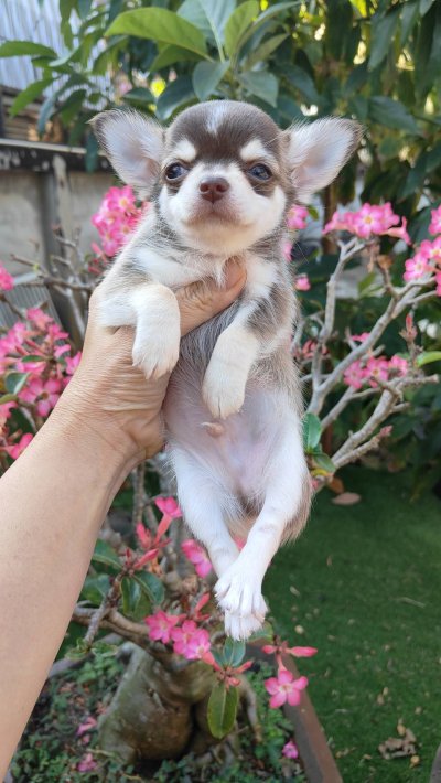 ผู้ชายขนสั้น น้องจูโน่ (Juno)