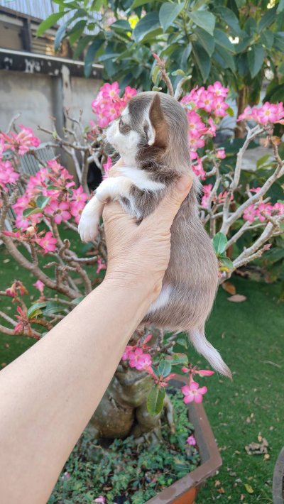 ผู้ชายขนสั้น น้องจูโน่ (Juno)