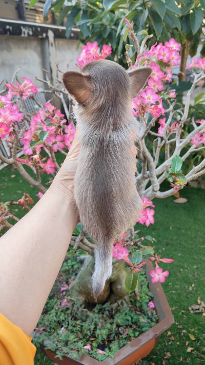 ผู้ชายขนสั้น น้องจูโน่ (Juno)