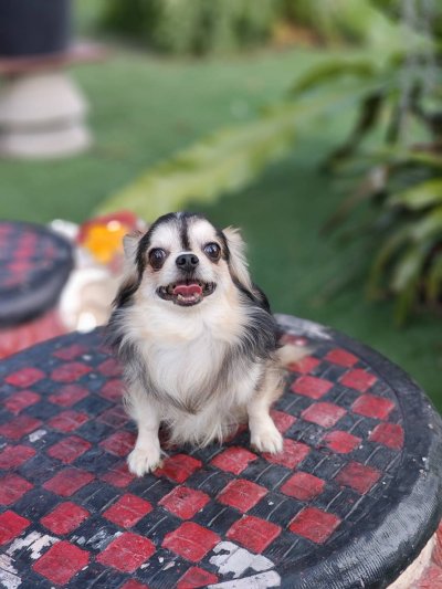 Male พ่อพันธุ์เรย์แบน Ray-Ban