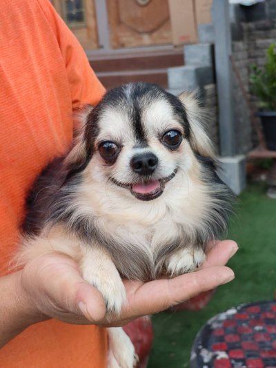 Male พ่อพันธุ์เรย์แบน Ray-Ban