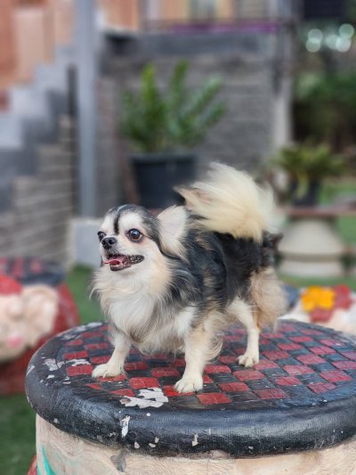 Male พ่อพันธุ์เรย์แบน Ray-Ban