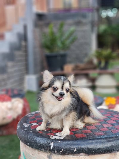 Male พ่อพันธุ์เรย์แบน Ray-Ban