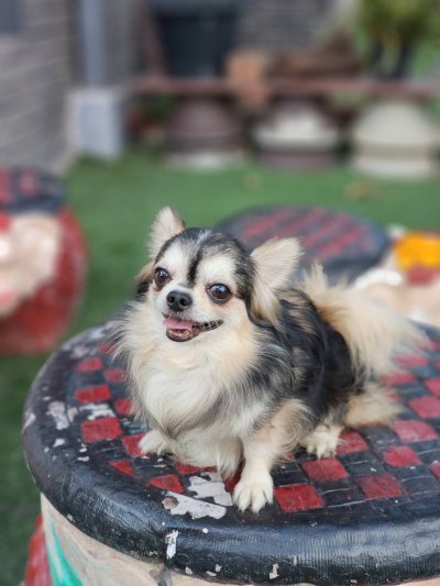 Male พ่อพันธุ์เรย์แบน Ray-Ban