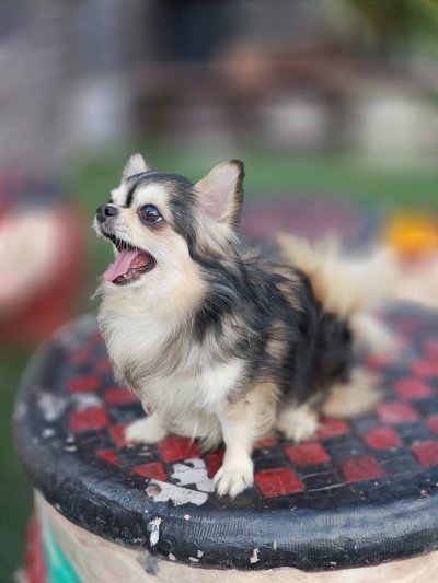 Male พ่อพันธุ์เรย์แบน Ray-Ban