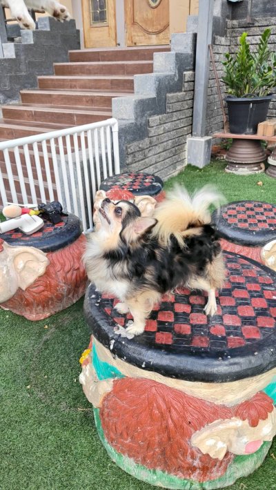 Male พ่อพันธุ์เรย์แบน Ray-Ban