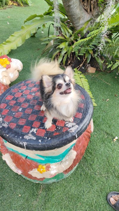 Male พ่อพันธุ์เรย์แบน Ray-Ban