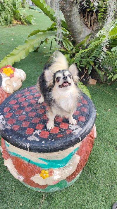 Male พ่อพันธุ์เรย์แบน Ray-Ban