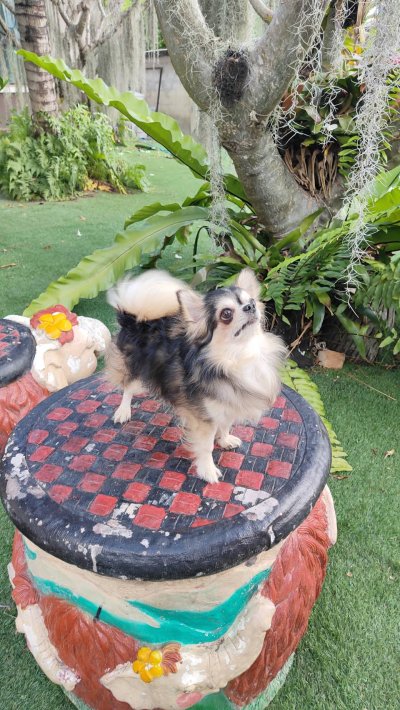 Male พ่อพันธุ์เรย์แบน Ray-Ban