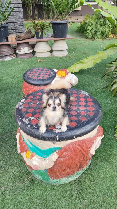 Male พ่อพันธุ์เรย์แบน Ray-Ban