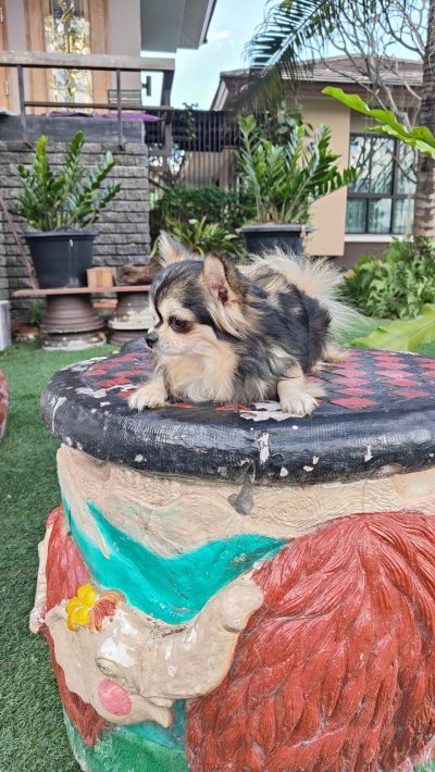 Male พ่อพันธุ์เรย์แบน Ray-Ban