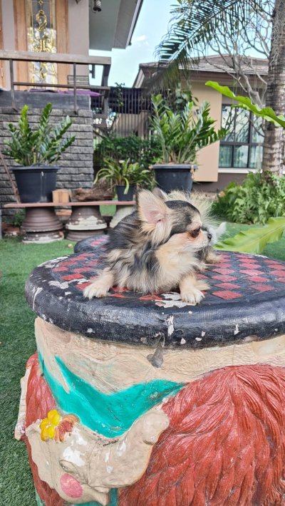 Male พ่อพันธุ์เรย์แบน Ray-Ban