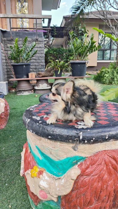 Male พ่อพันธุ์เรย์แบน Ray-Ban