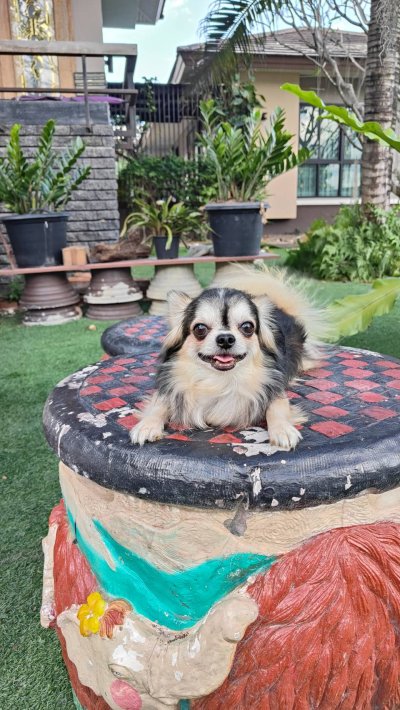 Male พ่อพันธุ์เรย์แบน Ray-Ban