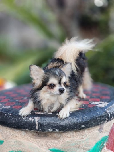 Male พ่อพันธุ์เรย์แบน Ray-Ban