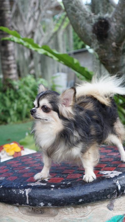 Male พ่อพันธุ์เรย์แบน Ray-Ban