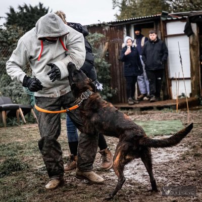 Protection Dog Course